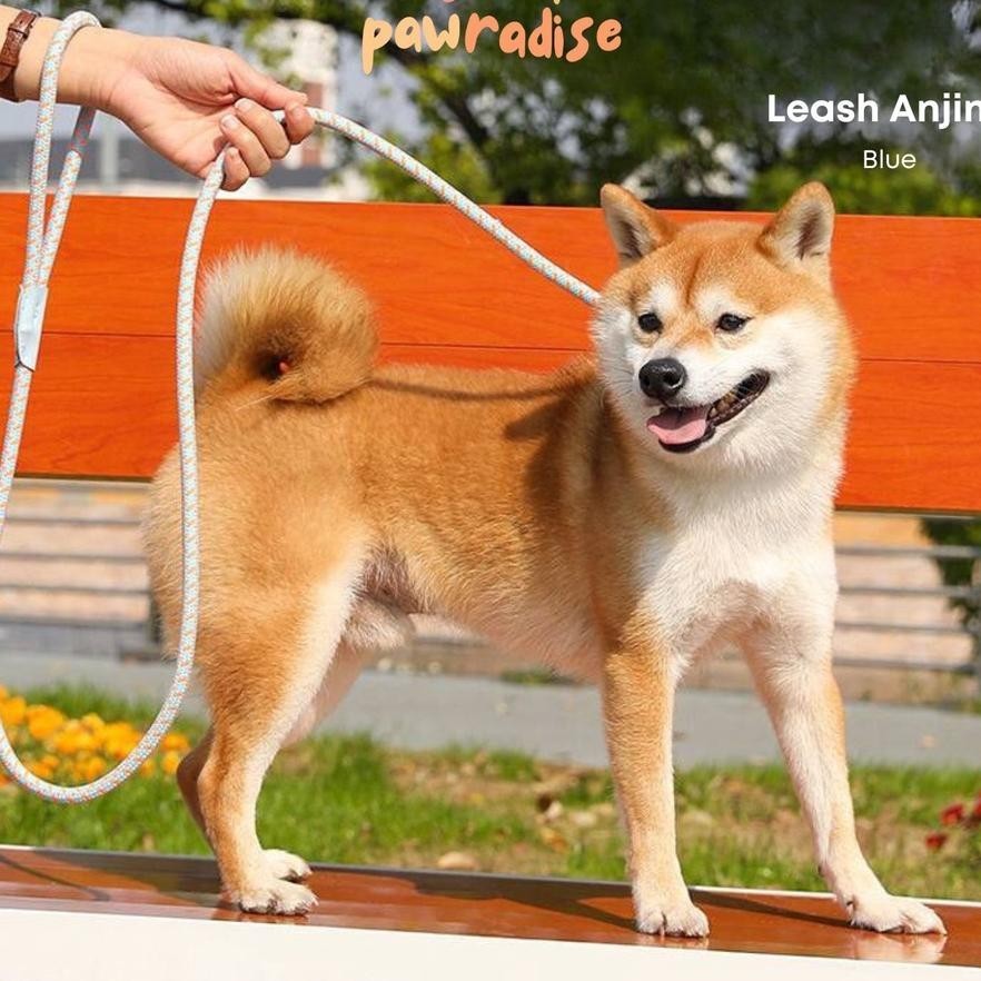 Leash Anjing Kecil / Tali Tuntun Anjing / Tali Anjing Kecil / Dog Leash / Rantai Anjing