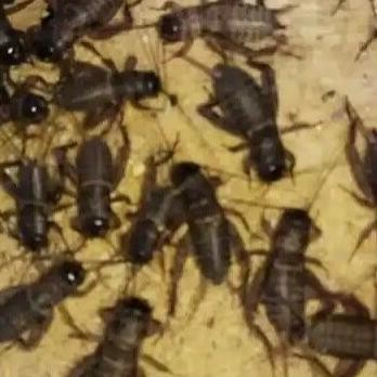 Jangkrik Alam/Jangkrik Hidup Pakan Burung, Arwana, Dll