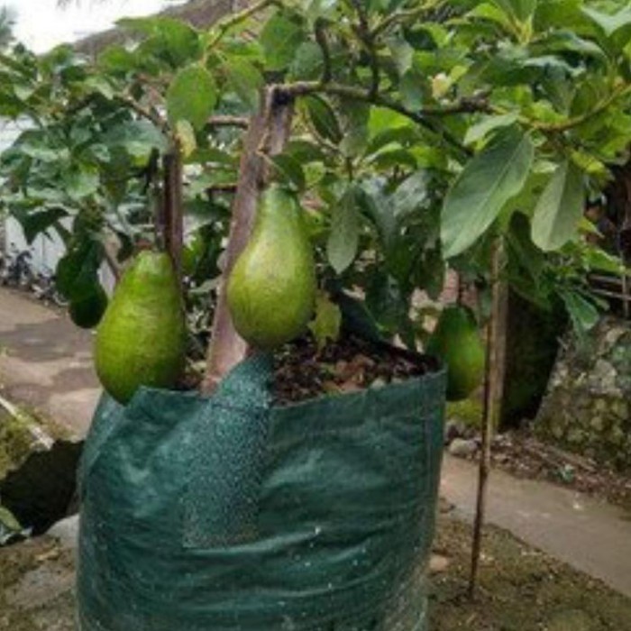 OBBRAALL bibit alpukat aligator benih pohon tanaman buah dalam pot tabulampot