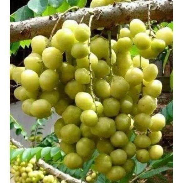 OBBRAALL TERBAIK BIBIT TANAMAN BUAH CEREMAI MANIS/BIBIT CERMEI CEPAT BERBUAH
