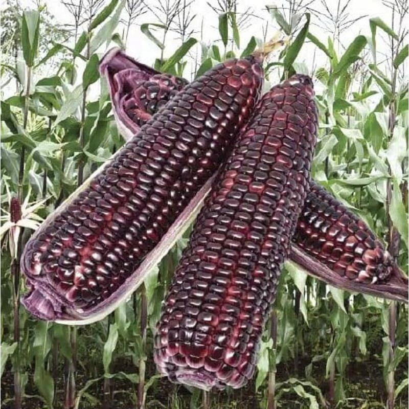 10 Biji Benih Jagung Pulut Hitam F1