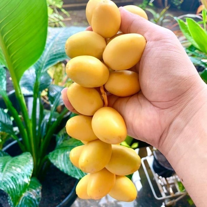 

Kurma - 250Gr Kurma Muda Barhi Paket Promil Program Hamil Manis Mengkel Fresh