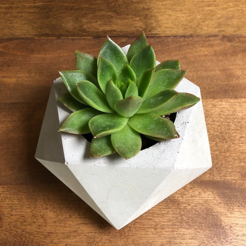 - SPACEUS - POT DIAMOND + SUKULEN KAKTUS MINI / POT + EDELWEIS