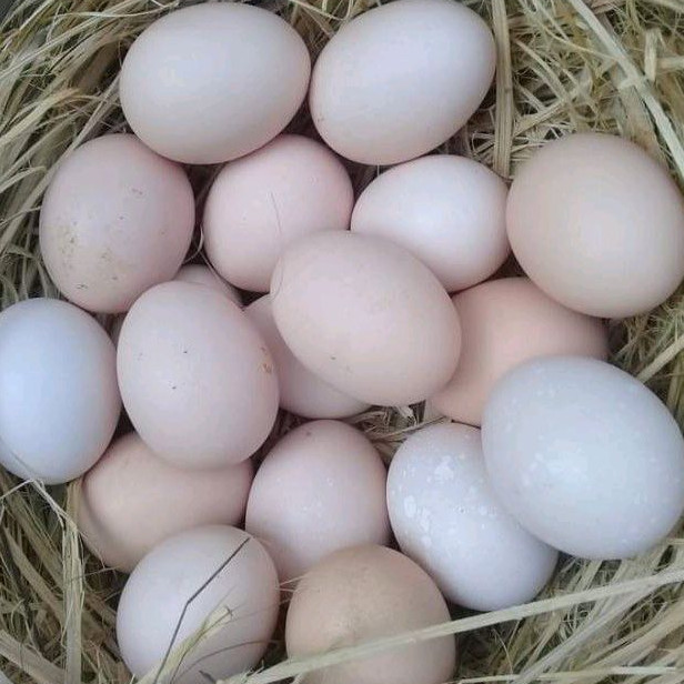 Paket Telur Ayam Kampung Unggul Balitnak KUB Merawang Fertil Siap Tetas dan Konsumsi