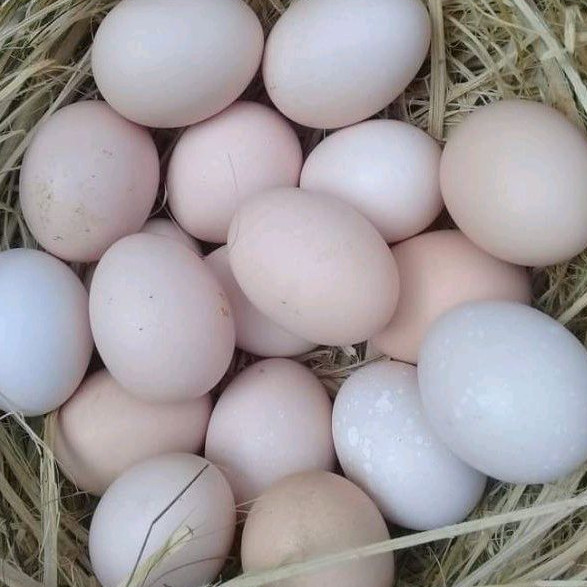 FGFG56846 Telur Ayam Kampung Unggul Balitnak KUB Merawang Fertil Siap Tetas dan Konsumsi 564568