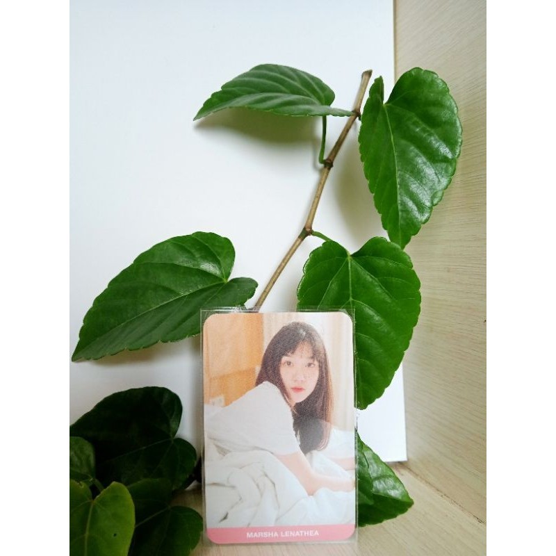 photocard JKT48 MARSHA the morning call