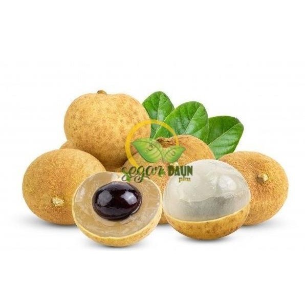 BUAH LENGKENG SEGAR 1KG PEKANBARU