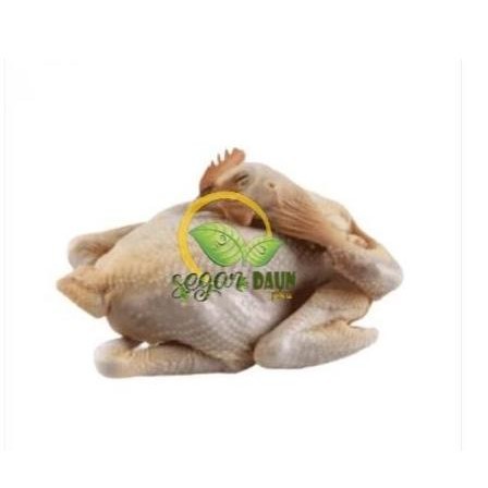 

JUAL DAGING AYAM KAMPUNG SEGAR 2KG PEKANBARU