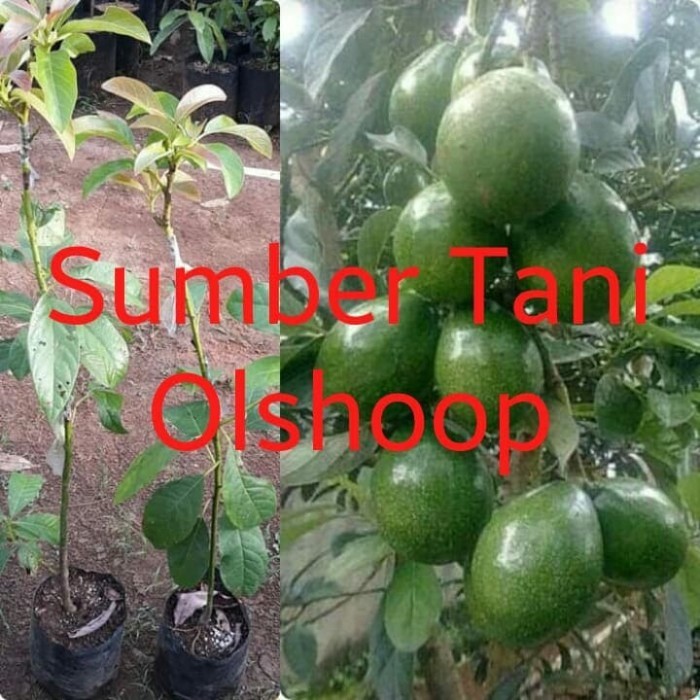 Bibit Tanaman Alpukat Mentega Pohon alpukat Mentega Okulas POHON