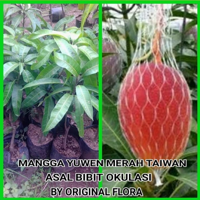 Bibit Mangga Yuwen Pohon Mangga Bibit Buah Mangga Yu Wen Taiwan Merah POHON