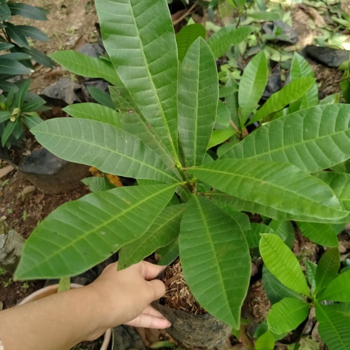 bibit jambu mete pohon mede jambu monyet POHON