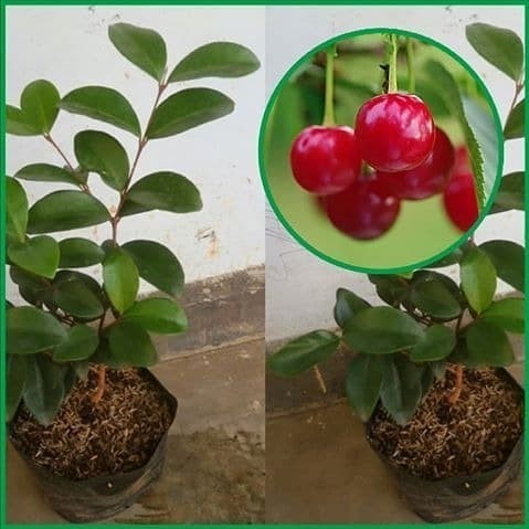 Bibit Tanaman Buah Cherry / Ceri Vietnam POHON