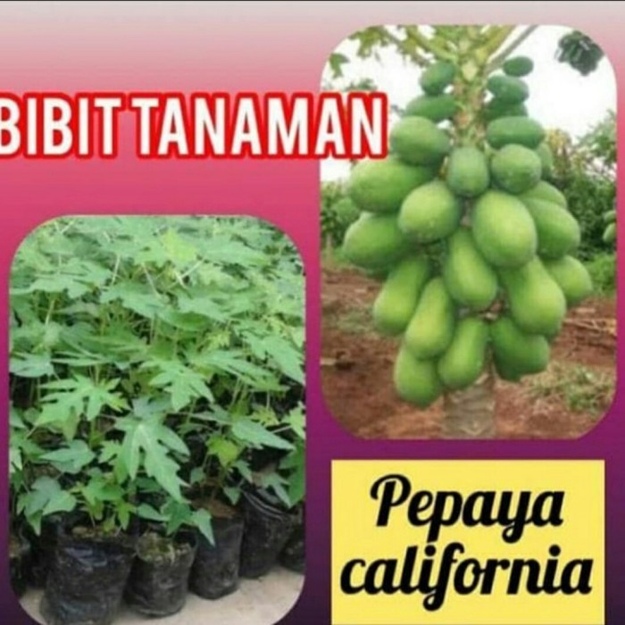 Bibit pepaya california/pohon pepaya california POHON