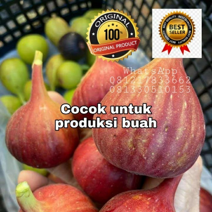 Bibit tanaman buah tin Red PalestineFresh cangkok bibit buah tin POHON