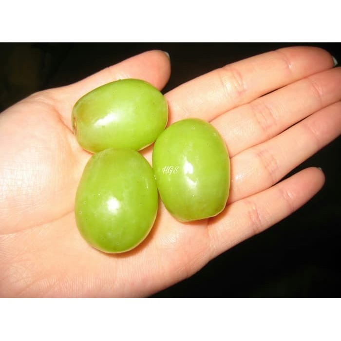 Bibit Tanaman Buah Anggur Green Jumbo Tanpa Biji POHON