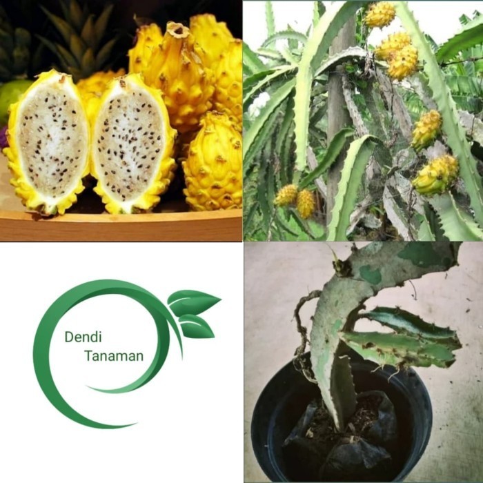 Bibit Tanaman Buah Naga Kuning / Pohon Naga kuning POHON