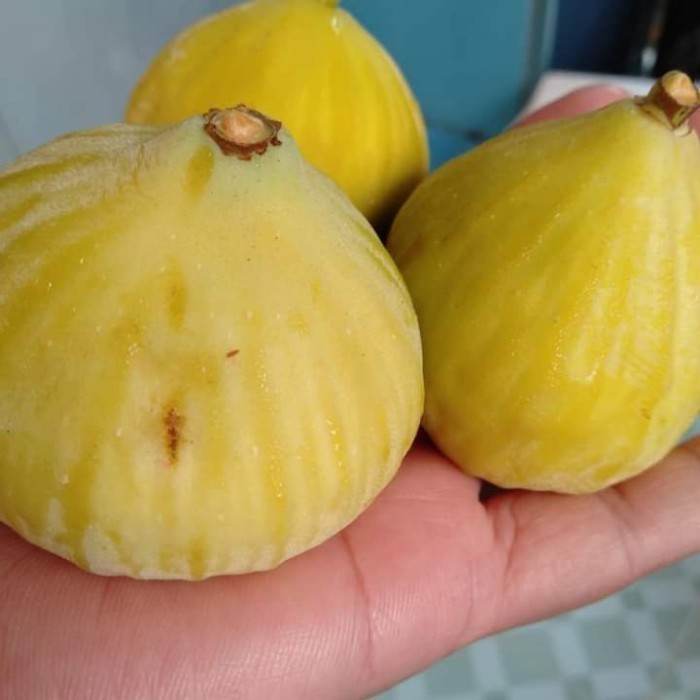 Paling Laris Obral bibit tin kuning jumbo JIN AO FEN - tanaman buah POHON