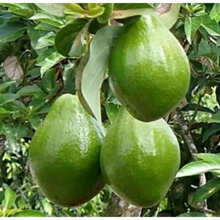 bibit alpukat Markus okulasi benih pohon buah buahan di dalam pot POHON