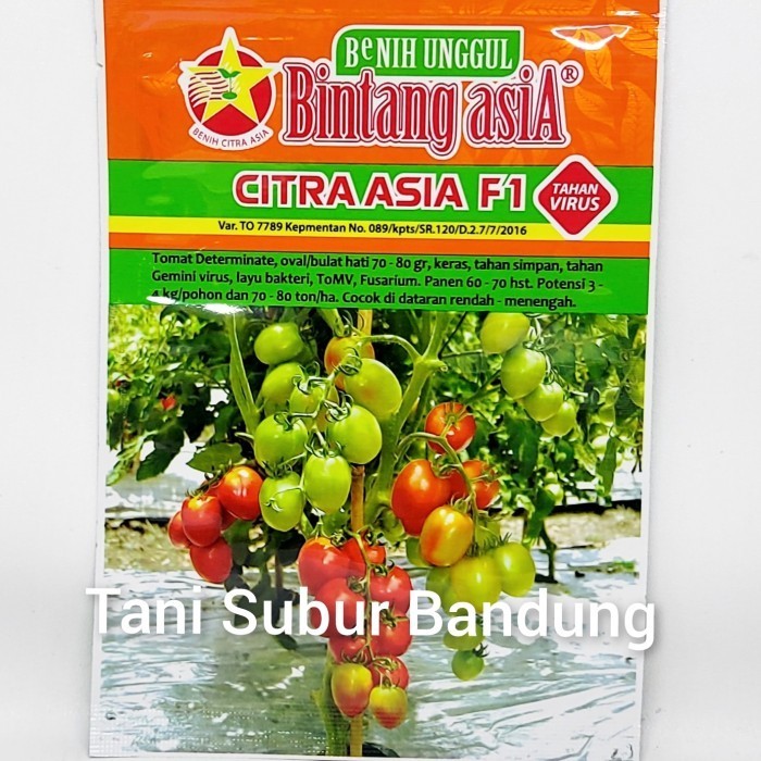 Benih Tomat Hibrida Citra Asia 5 gr Bintang Asia