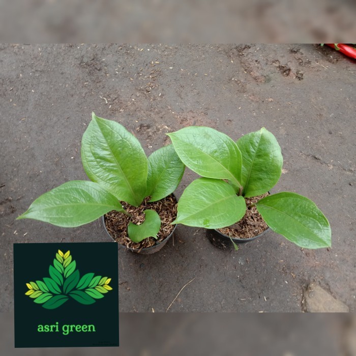 Tanaman hias Anthurium Supernova / Perfecta