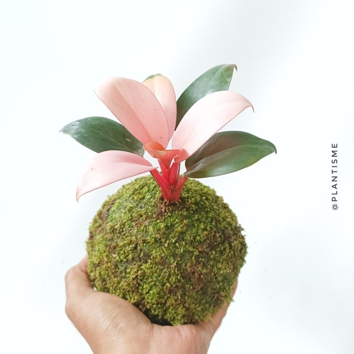 Mossball - Philo Pink / Philodendron Congo Pink Princess