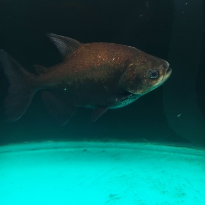 black pacu tambaqui import