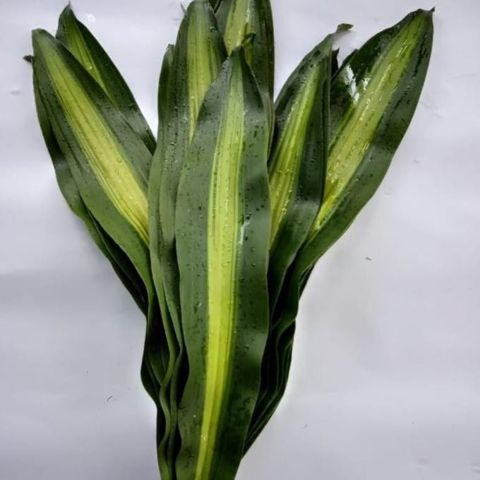 

Terjangkau - Daun Andong Flat !!