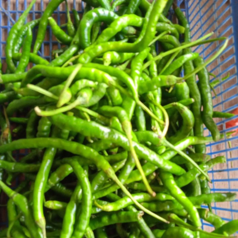 

Cabai Hijau Keriting