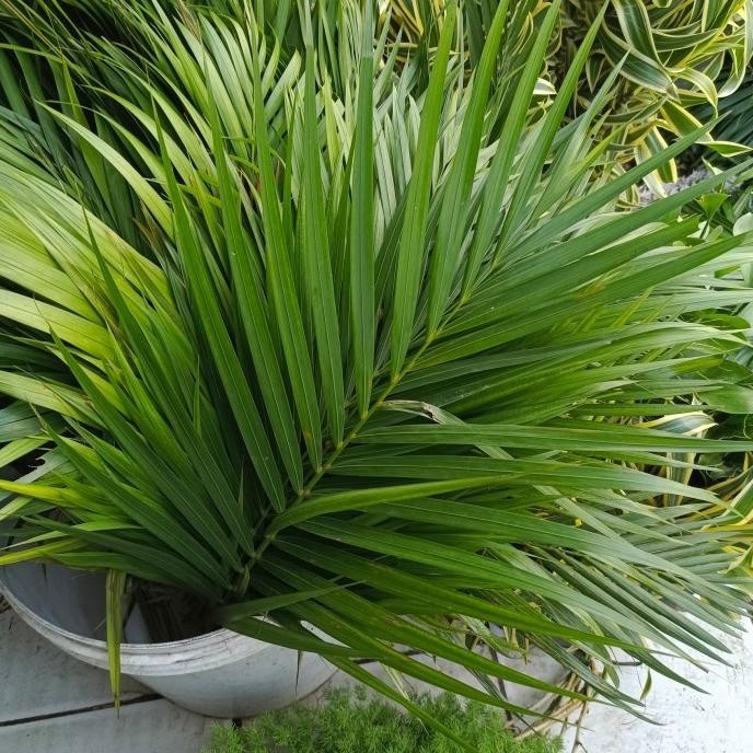 

Miliki - Daun Palem segar ..