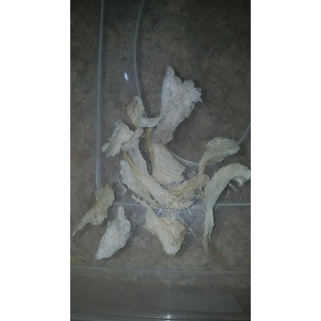 

Sarang Burung Walet Kaki