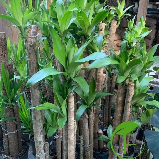 Tanaman Hias Dracaena Fragrans / Dracaena Fragrans / Tanaman Indoor