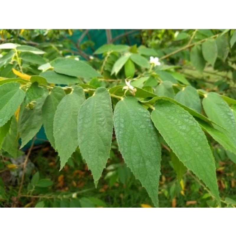 

daun kersen herbal murah 500g
