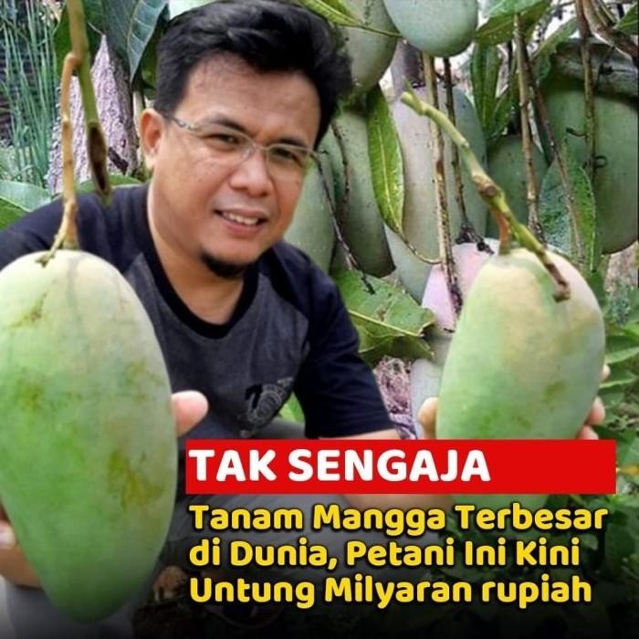 

Bibit Mangga Mahathir Pohon Mangga Bibit Buah Mangga Mahatir Best Seller