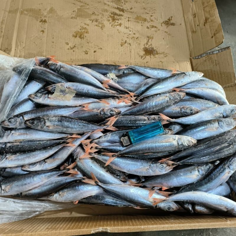 

Ikan Ekor Merah (MA) Frozen