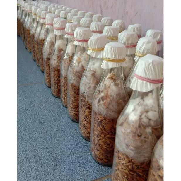 Omahijoofficial Bibit Jamur Kuping dan Jamur Tiram / Perlengkapan Budidaya Jamur Tiram dan Jamur Tir