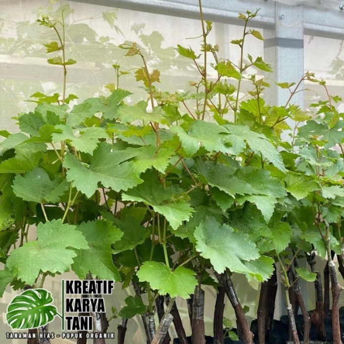 Bibit pohon anggur siap tanam - Pohon buah anggur ASLI