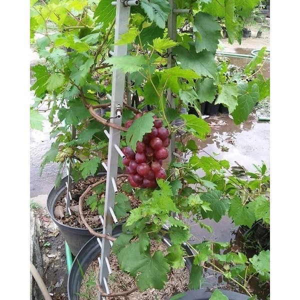 Bibit Anggur Merah Red Prince - Pohon Buah Anggur Merah ASLI