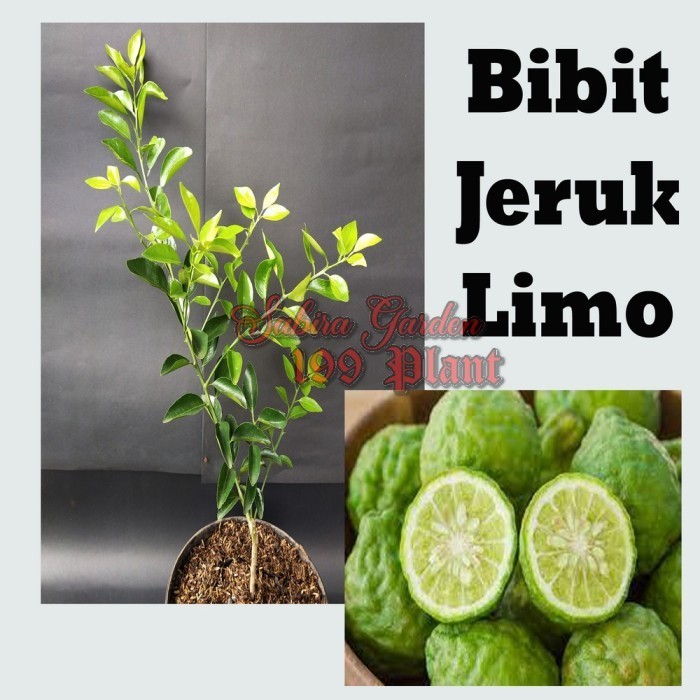Pohon Jeruk Limo / bibit jeruk sambal / purut buah ASLI