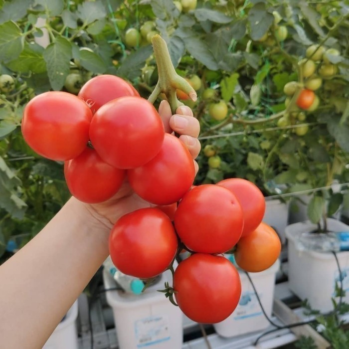 FREESS Obral bibit tanaman tomat apel buah pohon tomat Murah AA15 ASLI