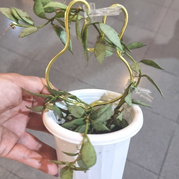 Hoya lacunosa silver