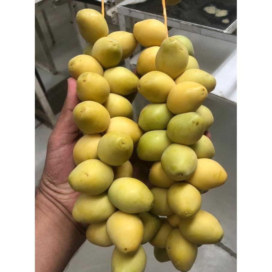 

Kurma Muda Promil Kuning Fresh 250 gr (Jaminan 100% Asli) KS