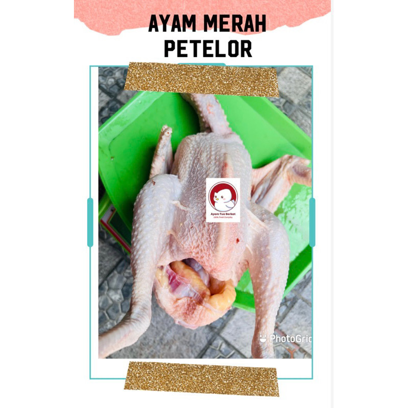 

Fresh Ayam Merah Petelor / Ayam Tua 1,5-2 Kg( Hidup ) Ati Ampla Ayam Tua Ayam Jakarta -Gratisongkir