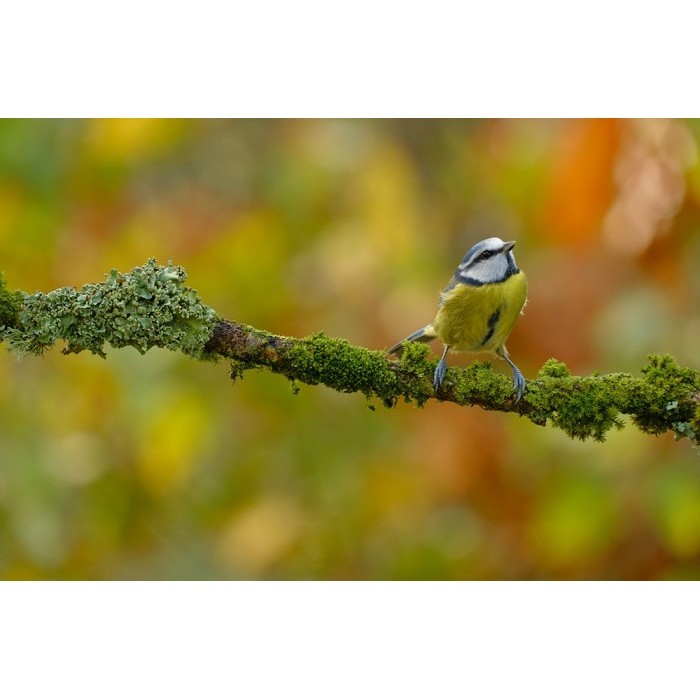 Fujifilm Xf 70-300Mm F4-5.6 R Lm Ois Wr Lensa Fujinon Xf 70-300Mm