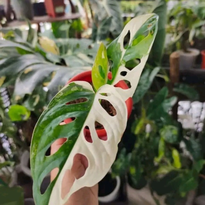 

Tanaman Hias Janbol Jepang Varigata Putih