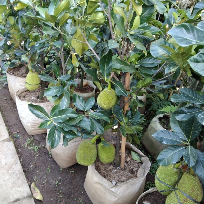 

Pohon Nangka Berbuah , Tinggi 2 Meter