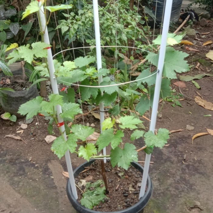 

Pohon Anggur Siap Berbuah