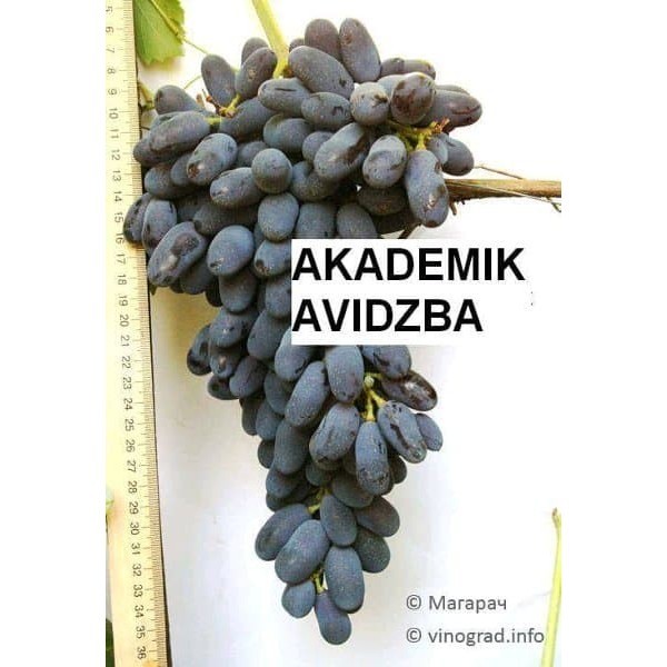 

Bibit Anggur Akademik Avidzba