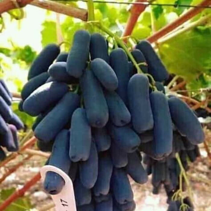 

Bibit Anggur Moondrop Original