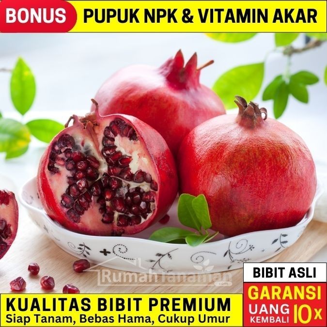 

Bibit Tanaman Buah Delima Merah Unggul, Murah, Bergaransi
