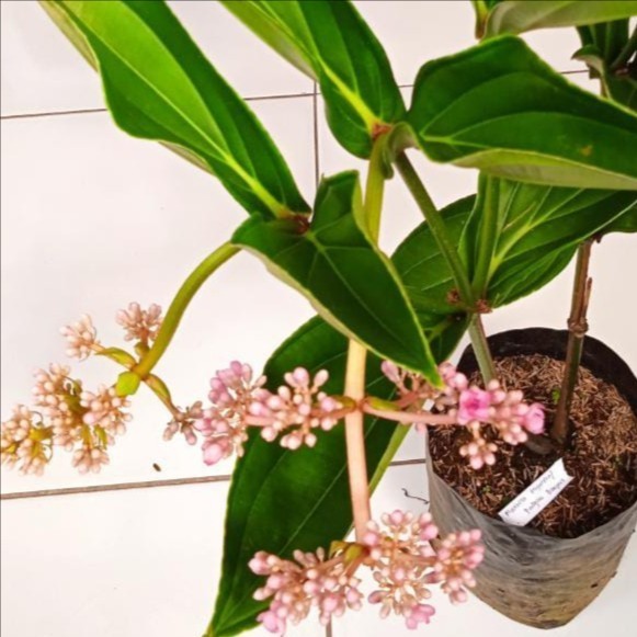 

Tanaman Hias Medinilla Bunga Parijoto Bangkokpenyubur Kandungan